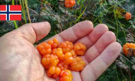 Cloudberries of Arctic Norway: A Scarcity of Sparkling Delicacies