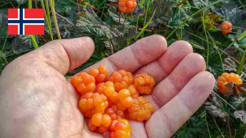 Cloudberries of Arctic Norway: A Scarcity of Sparkling Delicacies