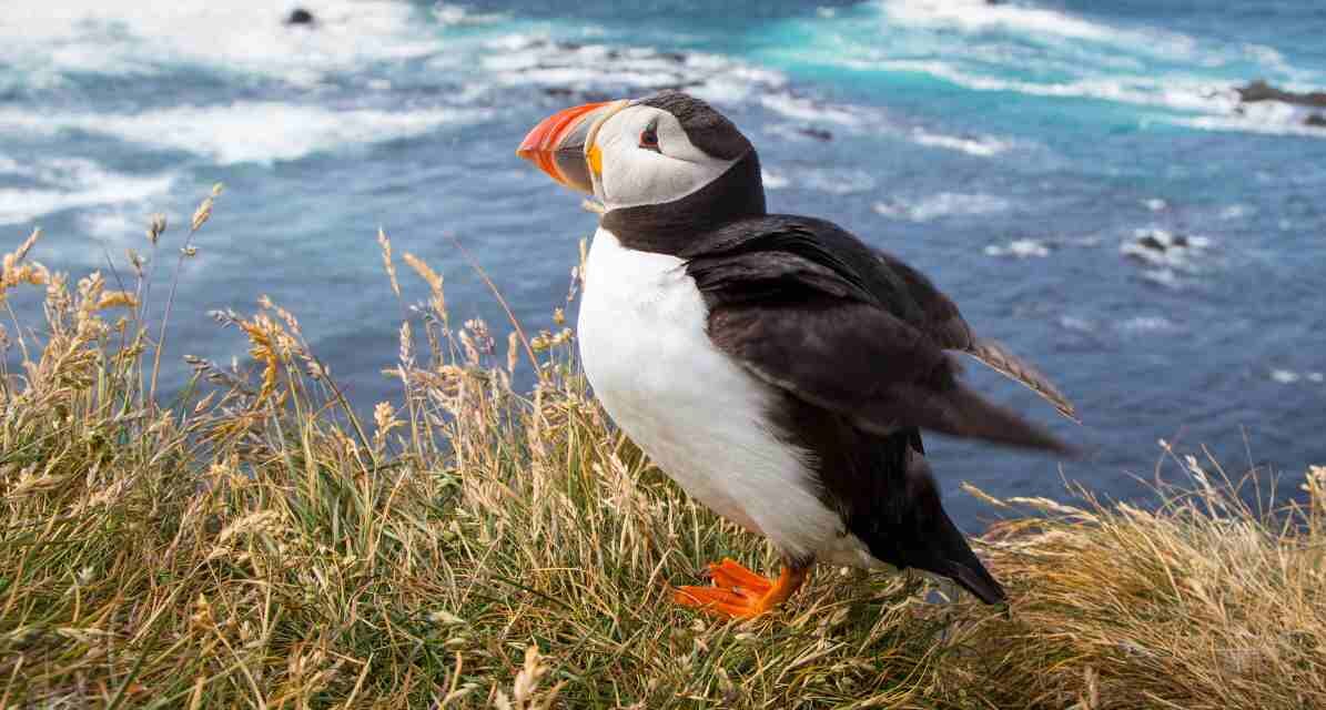 Norway’s Unique Wildlife: From Majestic Whales to Arctic Birds