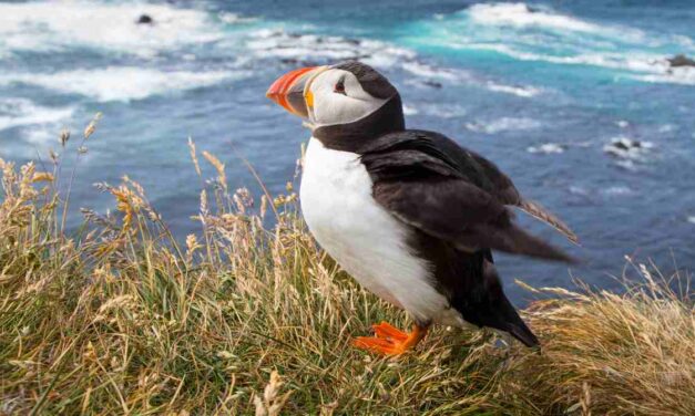 Norway’s Unique Wildlife: From Majestic Whales to Arctic Birds